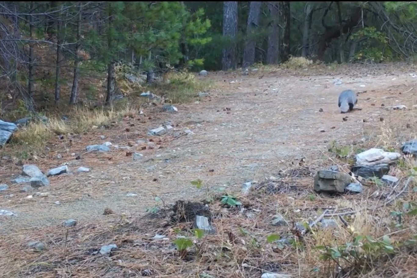 Balıkesir’de nadir rastlanan porsuk fotokapana yakalandı Balıkesir’de nadir rastlanan porsuk fotokapana yakalandı