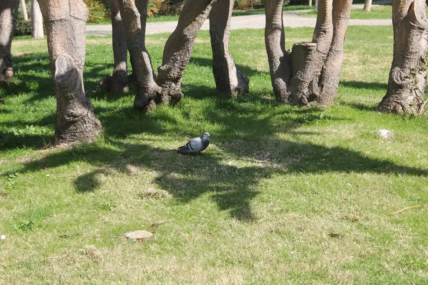 Germahîya zêde li giştîyê welat tesîra xwe berdewam dike Germahîya zêde li giştîyê welat tesîra xwe berdewam dike