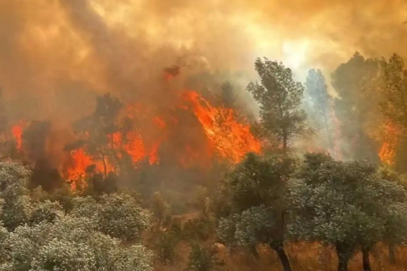 Türkiye mourns 10 firefighters killed in devastating wildfire in Eskişehir