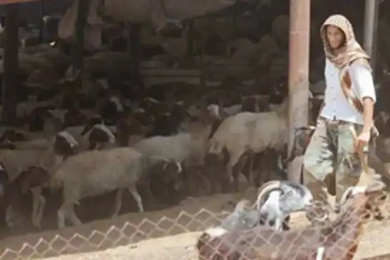 داگیرکەرانی سەهیۆنی دەستیان بەسەر خانوویەکدا گرت لە باکووری ئەریحا و ٦٠ مەڕیان دزی