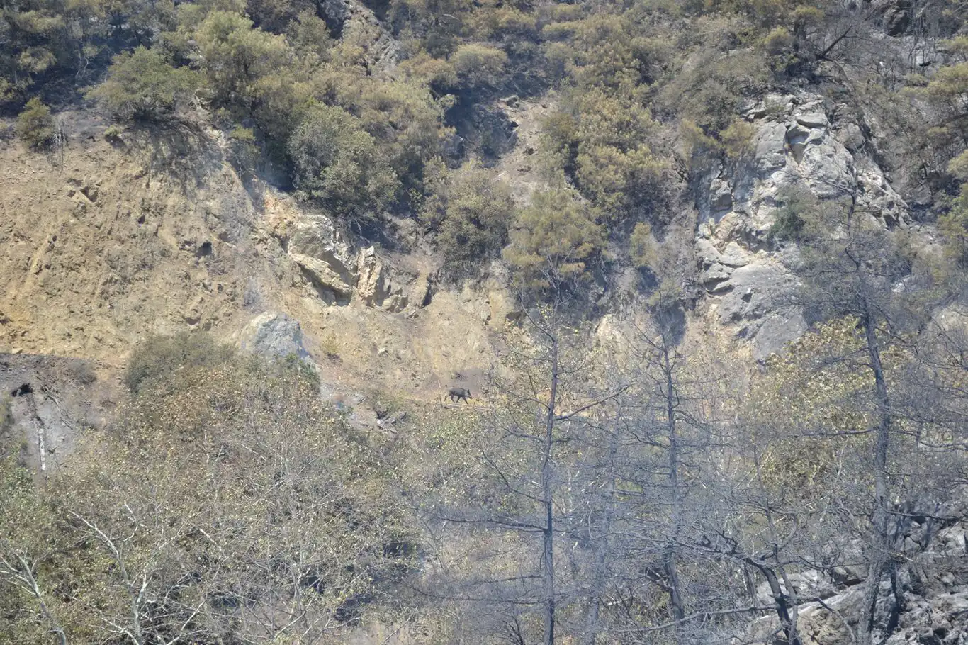 Bursa'daki orman yangını, yaban hayatını da vurdu