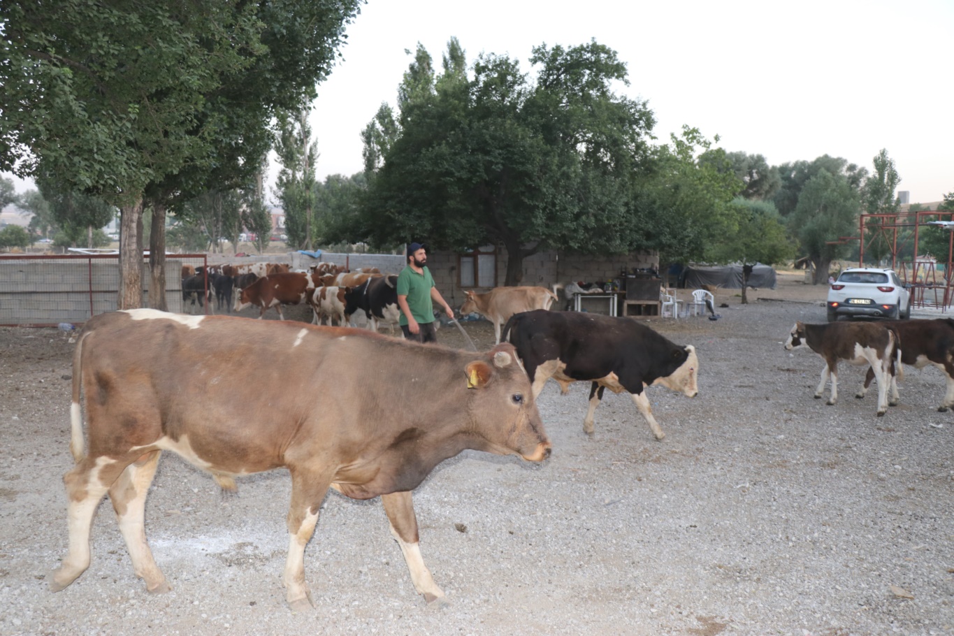 Şap hastalığı yayılıyor: Çiftçi zorda