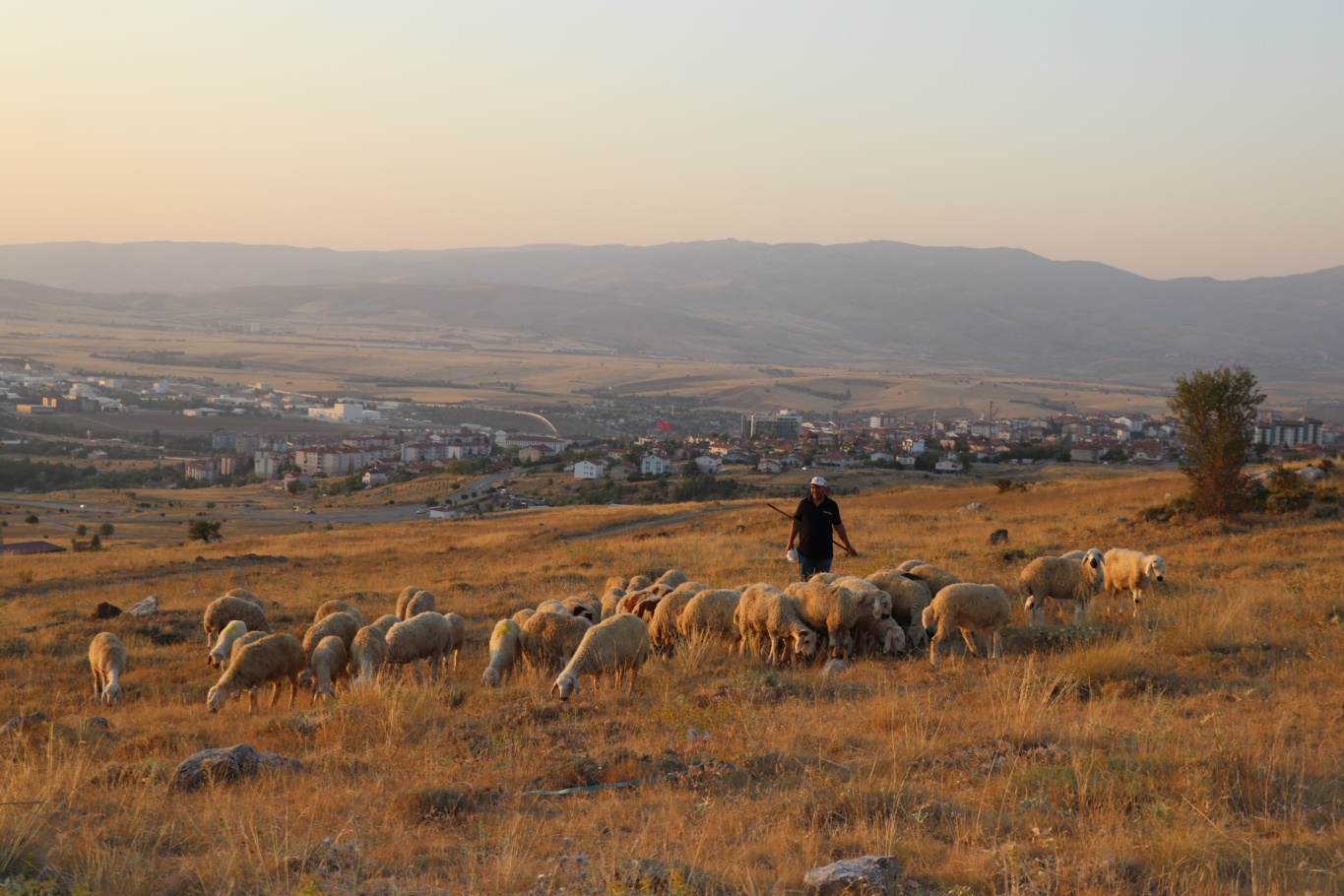 Şap hastalığı yayılıyor: Çiftçi zorda