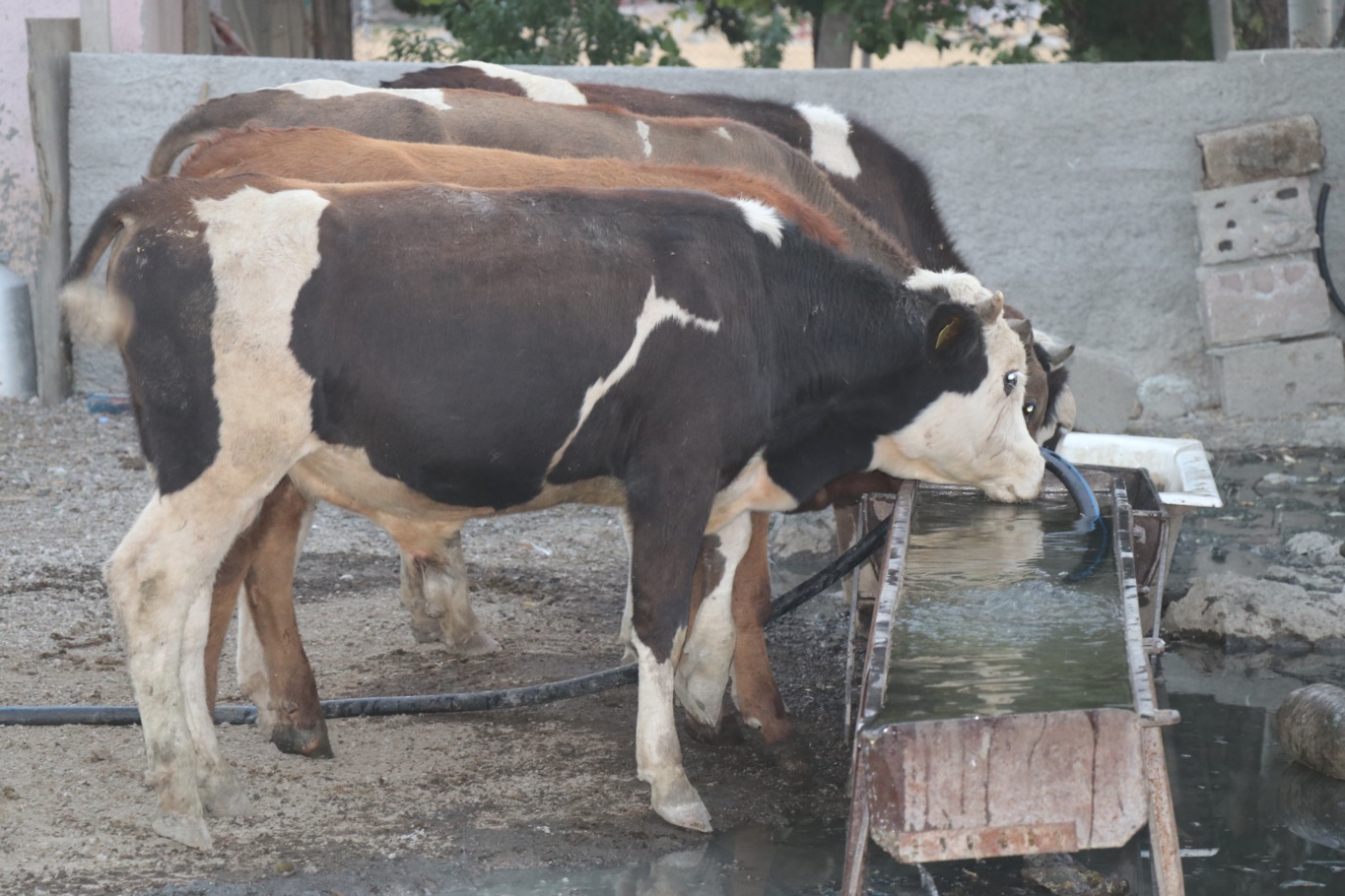 Şap hastalığı yayılıyor: Çiftçi zorda