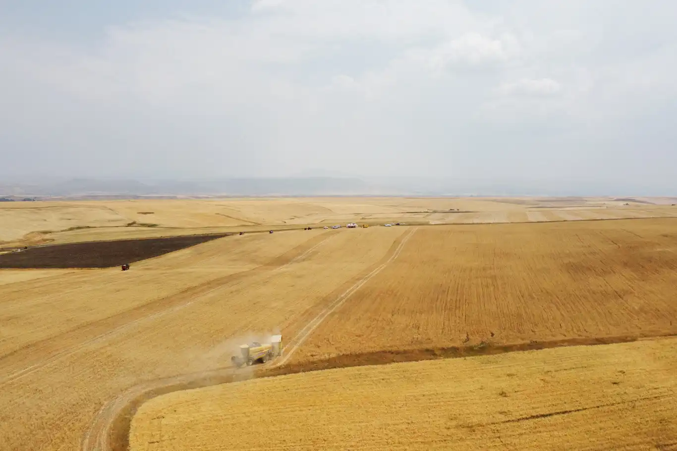 Ağrı'da 440 bin ton buğday ve arpa üretimi hasadı öngörülüyor