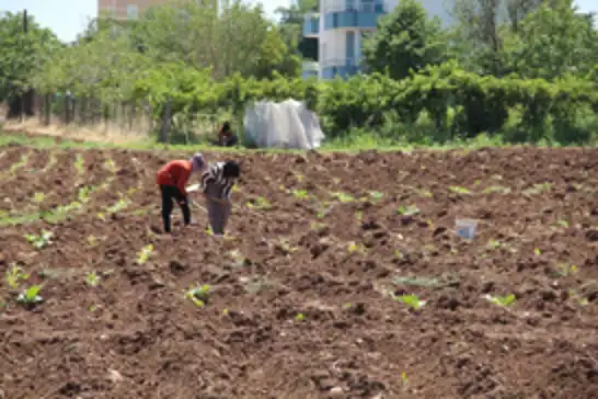 Batman'da kavurucu sıcakta tütün mesaisi: Ekmek parası için çalışıyoruz