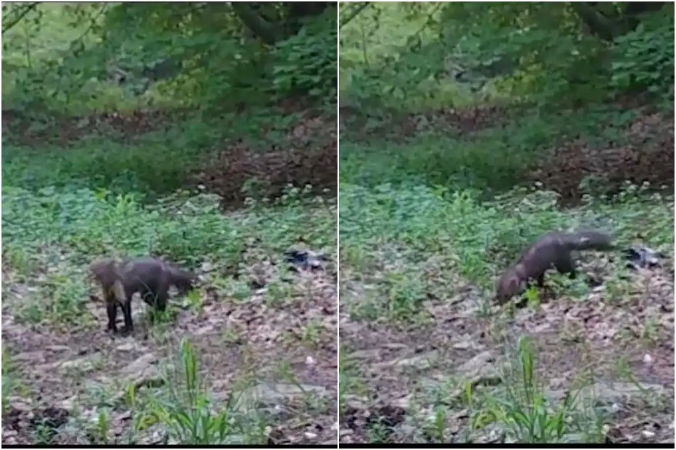 Fotokapanlar orman sansarını görüntüledi Fotokapanlar orman sansarını görüntüledi