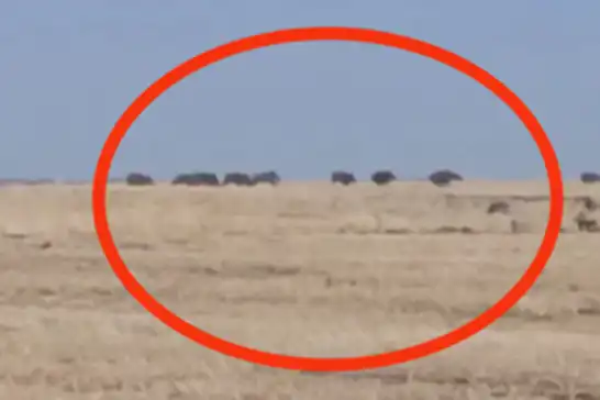 Çınar'da yabani domuz sürüsü görüntülendi