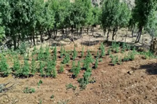 Bingöl’de 8 bin 332 kök kenevir ele geçirildi