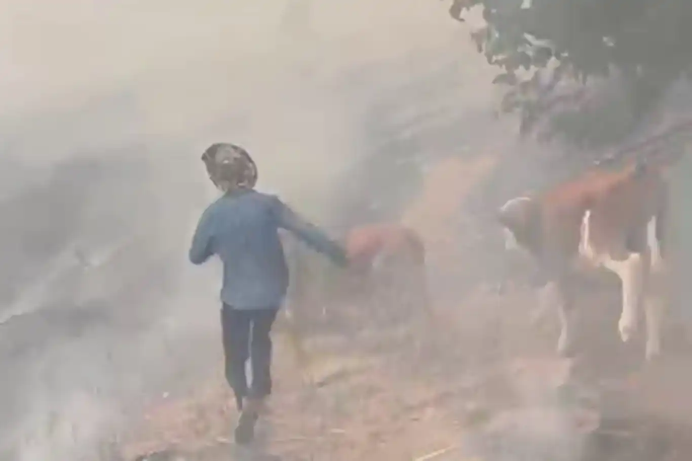 لە مەلەتی لە ناو دارستان ئاگر دەرکەوت: ئاژەڵەکان لە ناوچەکە دوورخران