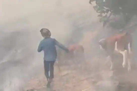لە مەلەتی لە ناو دارستان ئاگر دەرکەوت: ئاژەڵەکان لە ناوچەکە دوورخران