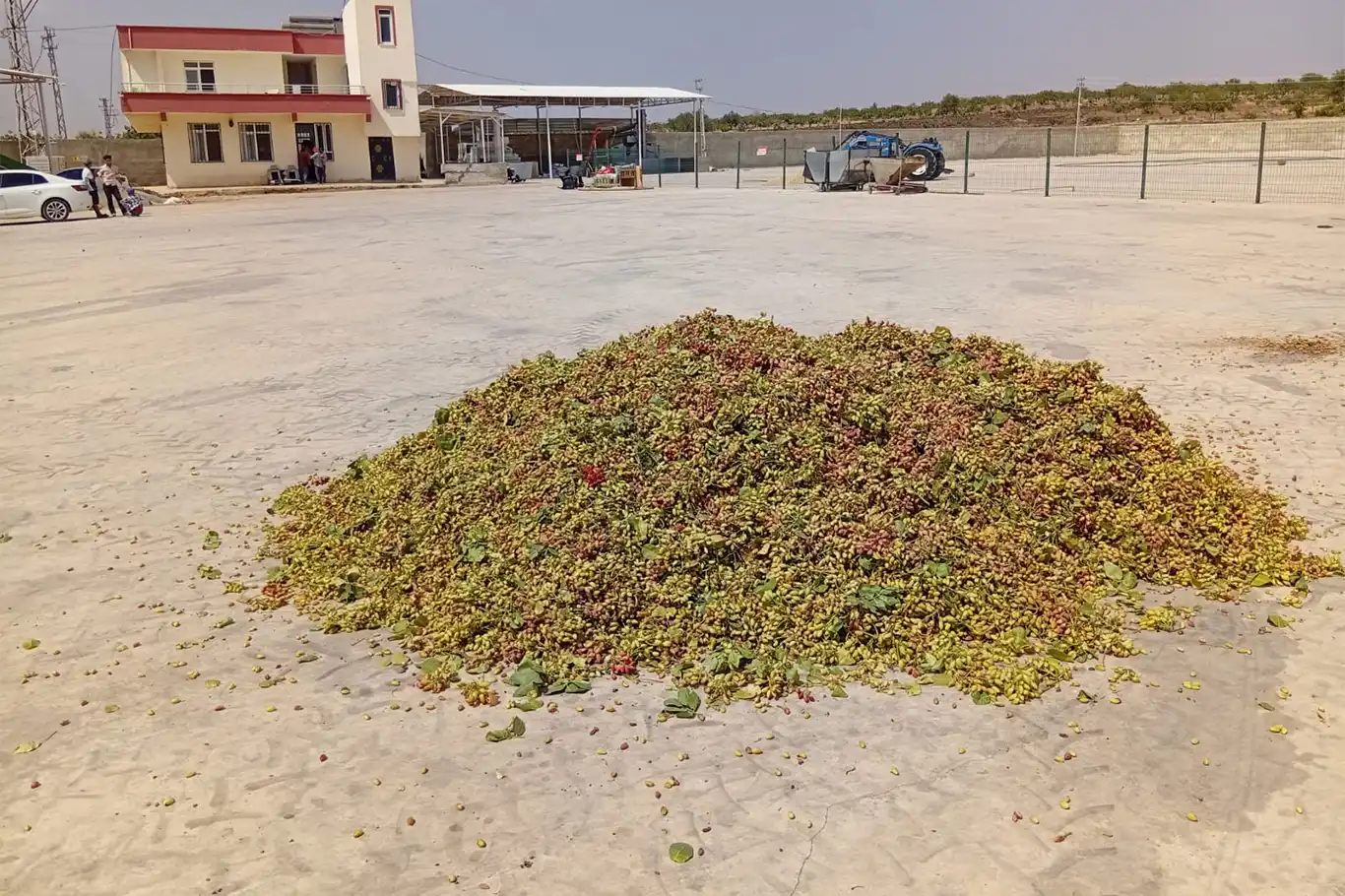 Şanlıurfa’da fıstık üretimi düştü, fiyatlar rekor seviyeye ulaştı Şanlıurfa’da fıstık üretimi düştü, fiyatlar rekor seviyeye ulaştı