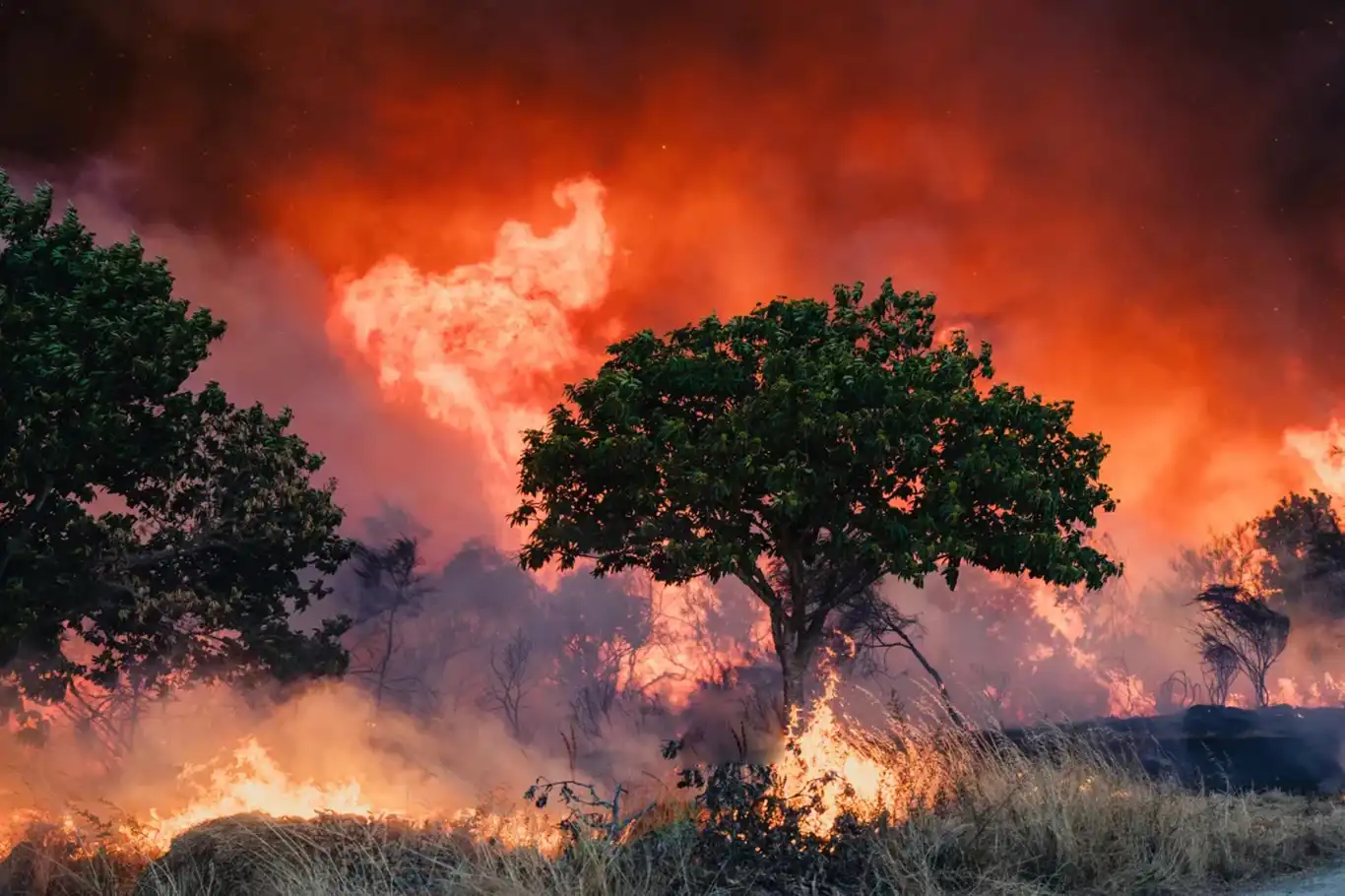 Spain declares civil protection emergency as wildfires devastate over 382,000 hectares Spain declares civil protection emergency as wildfires devastate over 382,000 hectares