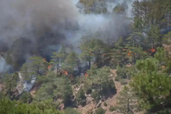 Teams race to control forest fire in northwestern Türkiye