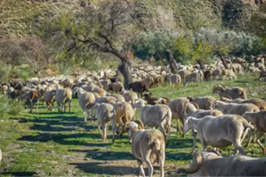 Yunanistan'da bir hayvan çiftliği koyun çiçeği korkusu nedeniyle karantinaya alındı