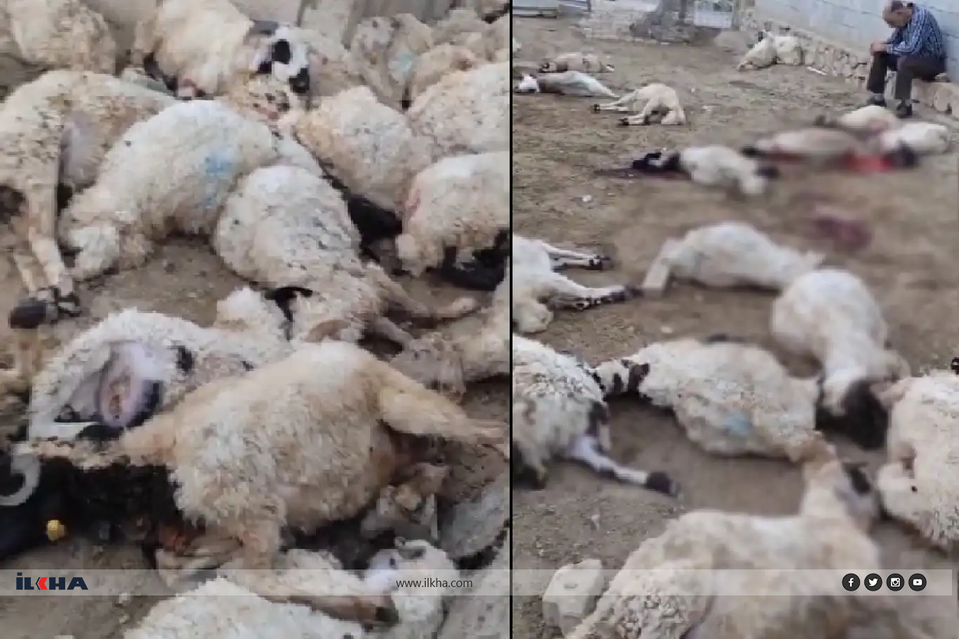 لە پارێزگای وان گورگەکان ١١١ مەڕیان مردار کرد لە پارێزگای وان گورگەکان ١١١ مەڕیان مردار کرد
