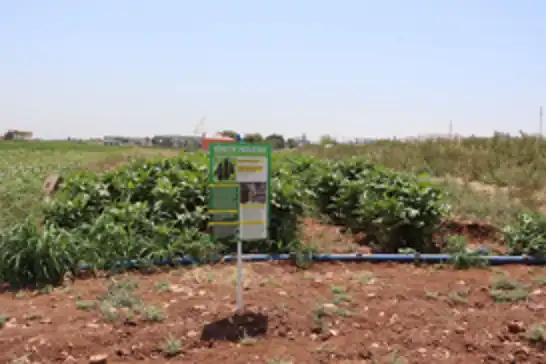 Şanlıurfa’da ata tohumlarıyla yerel üretim destekleniyor