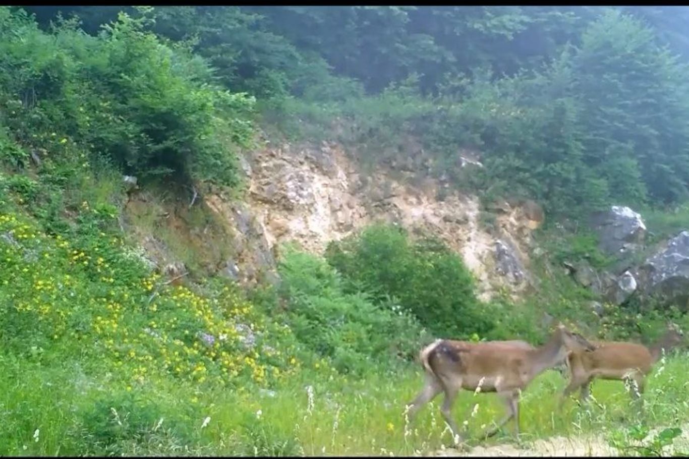Bursa ormanlarında üç kızılgeyik foto kapanla görüntülendi