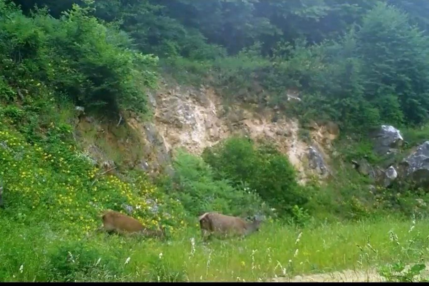 Bursa ormanlarında üç kızılgeyik foto kapanla görüntülendi