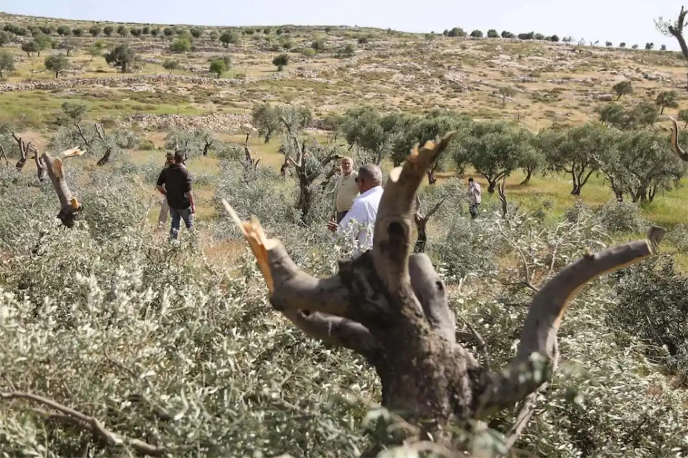 Israeli settlers destroy hundreds of Palestinian trees in ongoing land theft campaign near Bethlehem Israeli settlers destroy hundreds of Palestinian trees in ongoing land theft campaign near Bethlehem