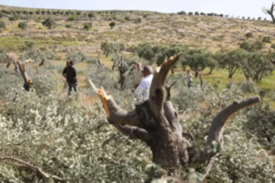 Israeli settlers destroy hundreds of Palestinian trees in ongoing land theft campaign near Bethlehem