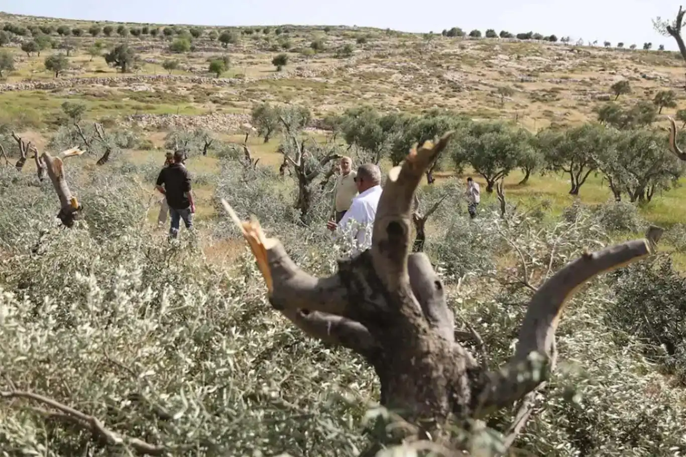 Çeteyên Cihûyê li Şerîaya Rojava darên Filistînîyan jê dikin Çeteyên Cihûyê li Şerîaya Rojava darên Filistînîyan jê dikin