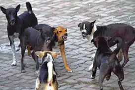 Şanlıurfa'da vatandaşlardan başıboş köpekler için çözüm çağrısı