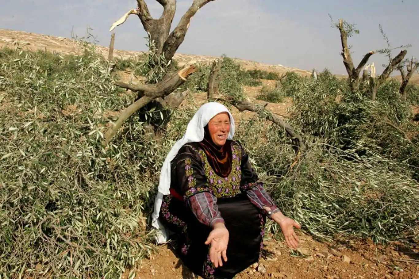 İşgalciler, Cenin'de zeytin ağaçlarını söktü, 100 dönümlük araziyi tahrip etti