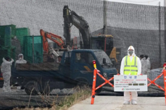South Korea confirms first bird flu case for this year