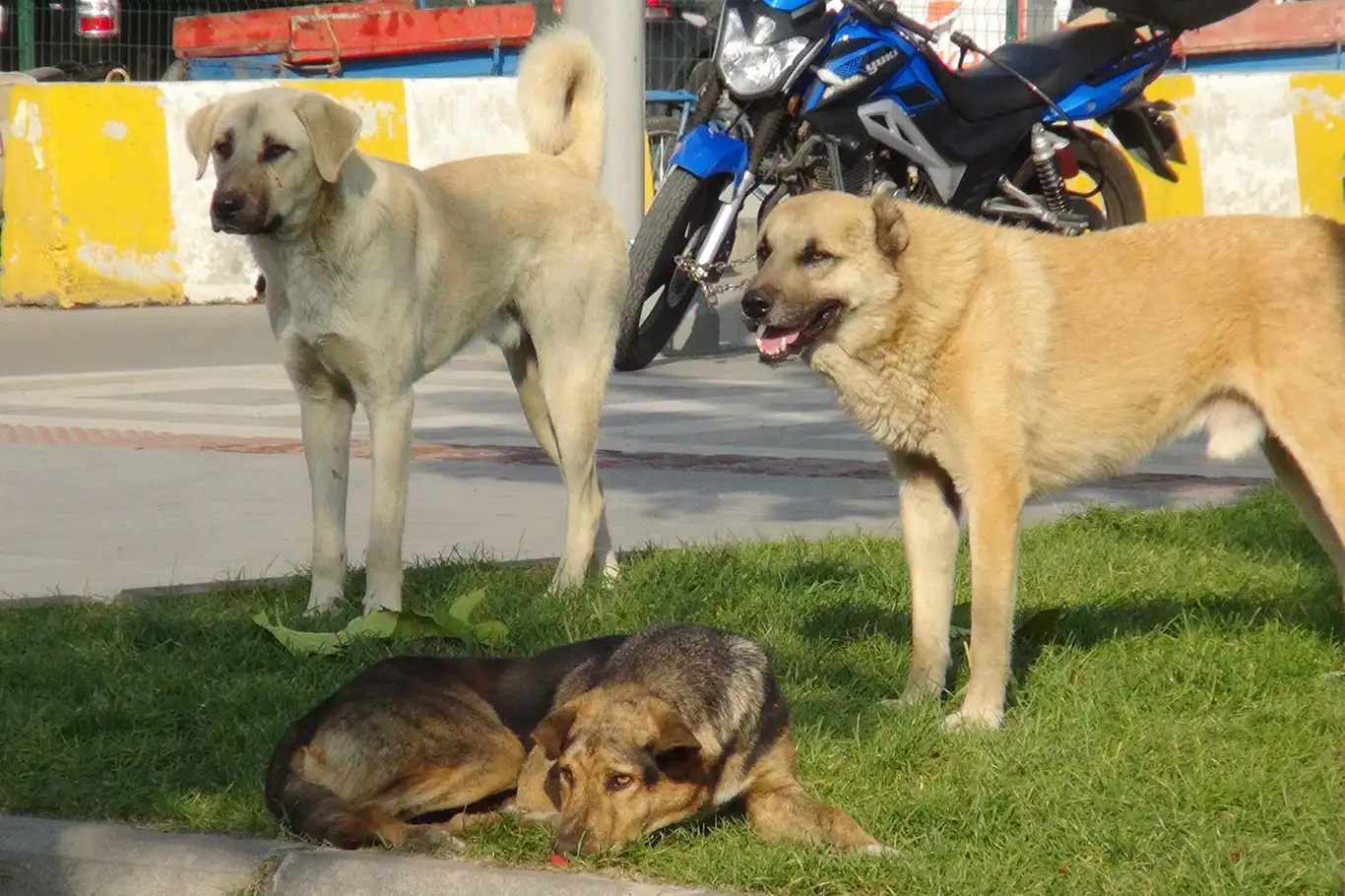 Mazıdağı’nda vatandaşlar sokak köpeklerinden şikâyetçi Mazıdağı’nda vatandaşlar sokak köpeklerinden şikâyetçi