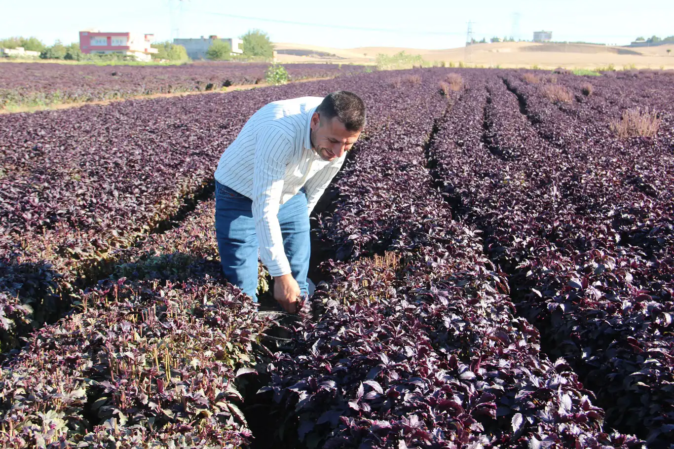 Bir çiftçinin hayali: Batman'ı mor reyhanla dünyaya tanıtmak