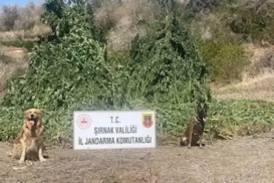 Şırnak'ta uyuşturucu operasyonu: 5 gözaltı