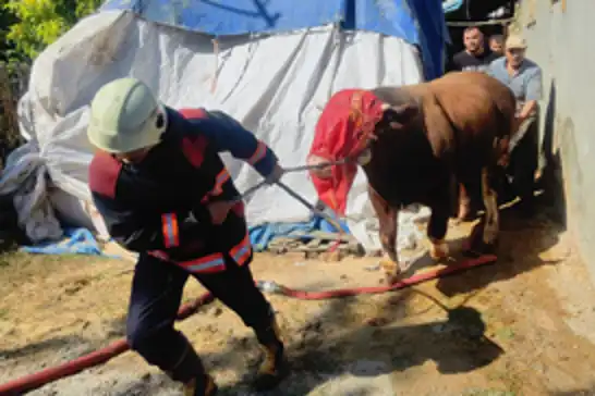 Malatya'da büyükbaş hayvanların bulunduğu ahırda yangın