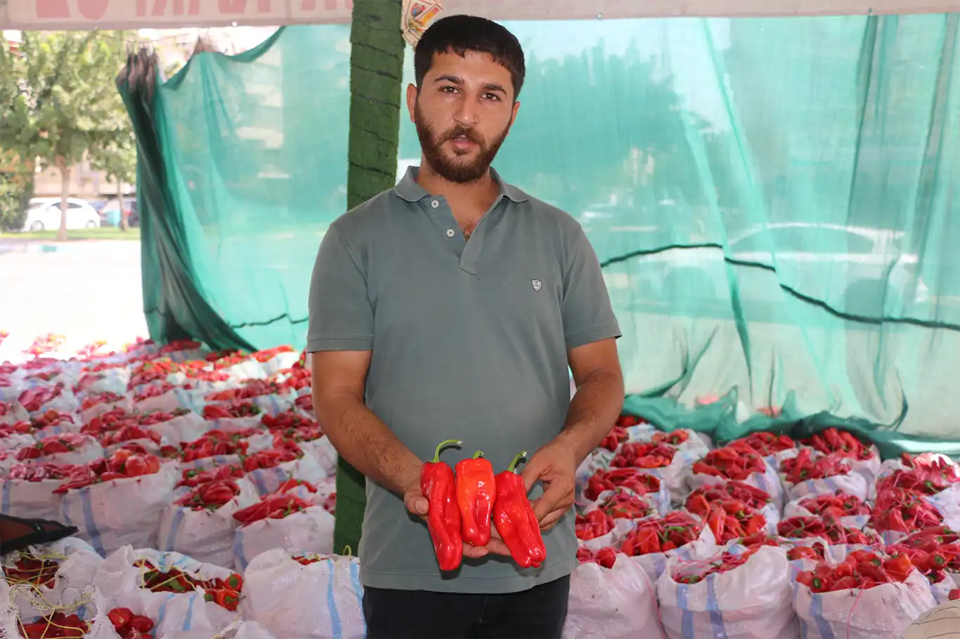 Şanlıurfa’da isot sezonuyla damlar yeniden kırmızıya büründü Şanlıurfa’da isot sezonuyla damlar yeniden kırmızıya büründü