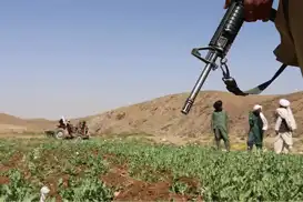 حکومەتی ئەفغانستان لە ساڵی ٢٠٢٥ زیاتر لە ١٩ هەزار هێکتار کێڵگەی ماددە هۆشبەرەکانی لەناوبرد