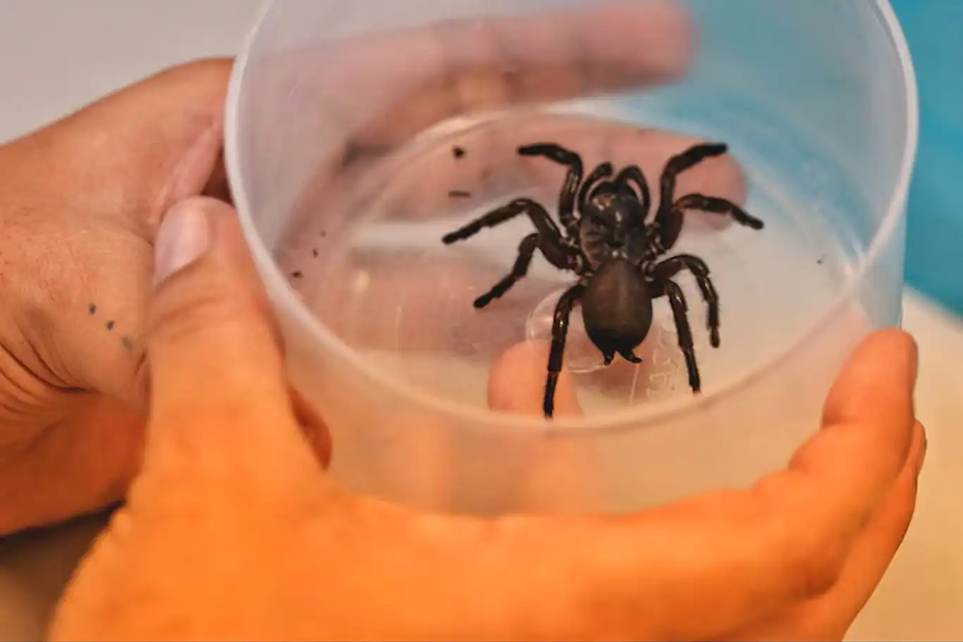 Australian researchers develop spider venom drug for heart attack treatment