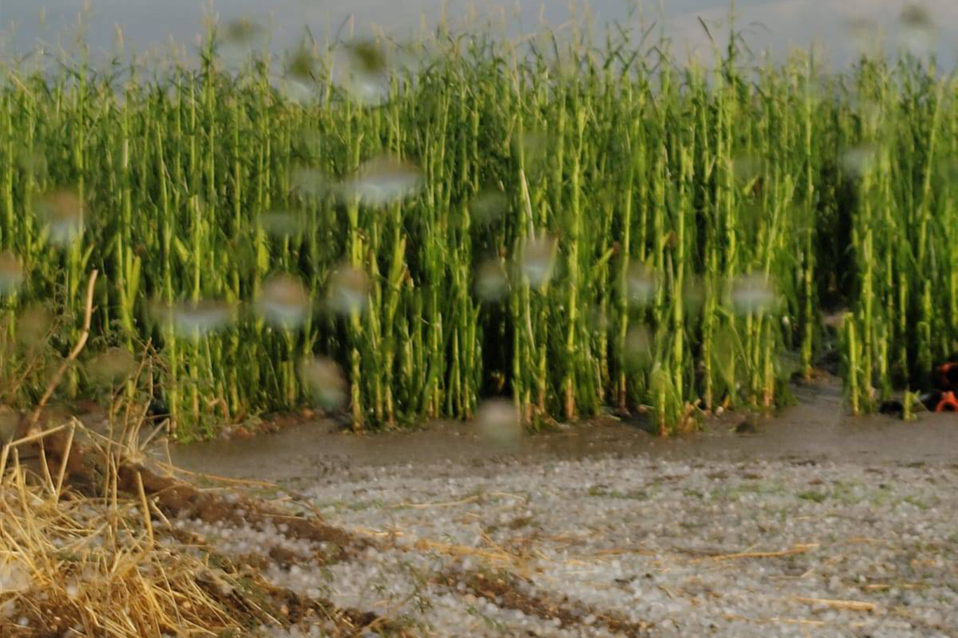Şanlıurfa'da yağış ve dolu ekili alanlara zarar verdi