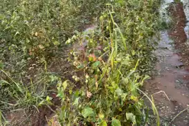 Şanlıurfa'da yağış ve dolu ekili alanlara zarar verdi