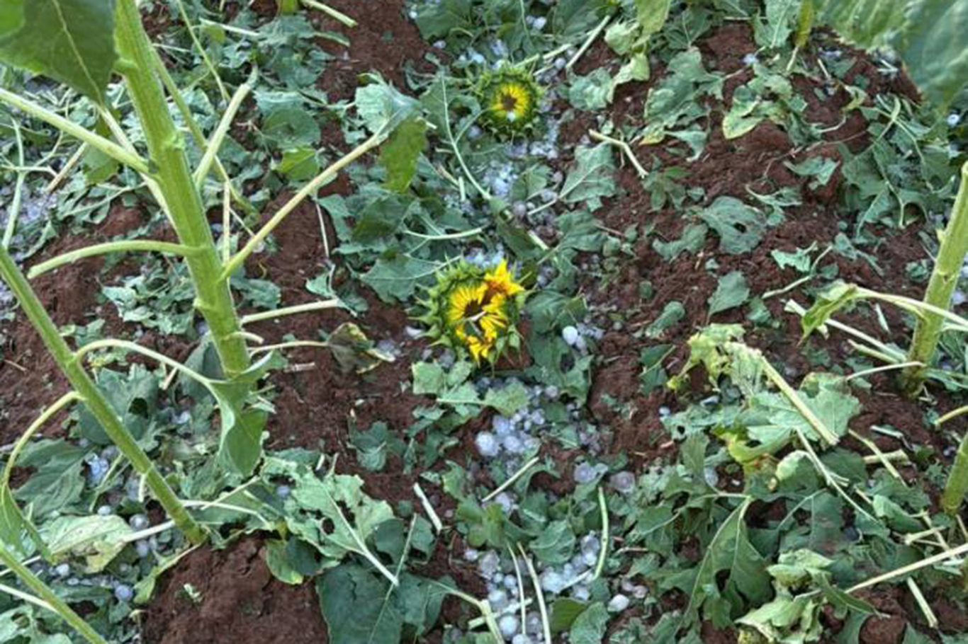 Şanlıurfa'da yağış ve dolu ekili alanlara zarar verdi