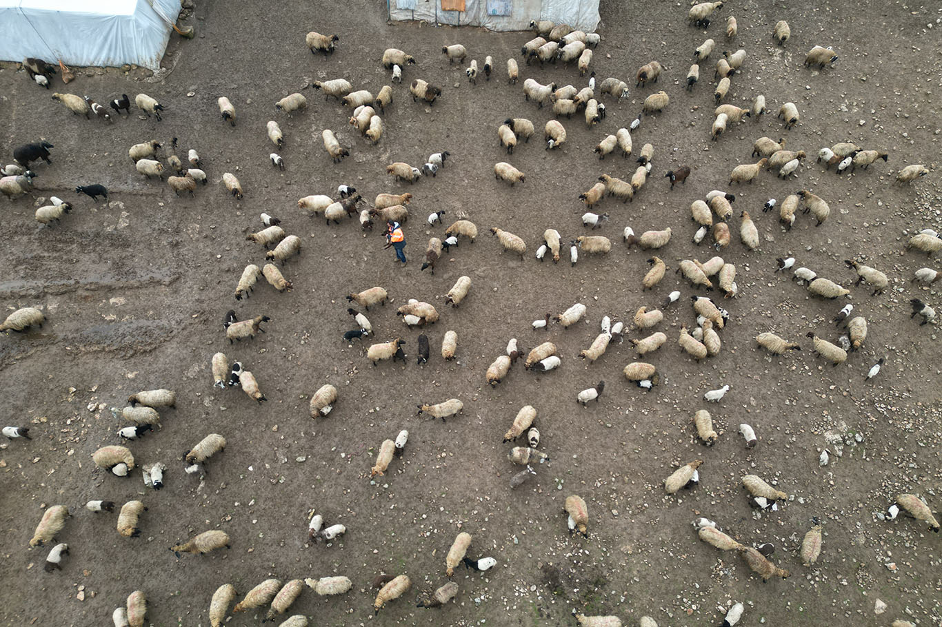 Batman, 81 il içinde büyükbaş ve küçükbaş hayvancılık desteği alamayan tek il oldu