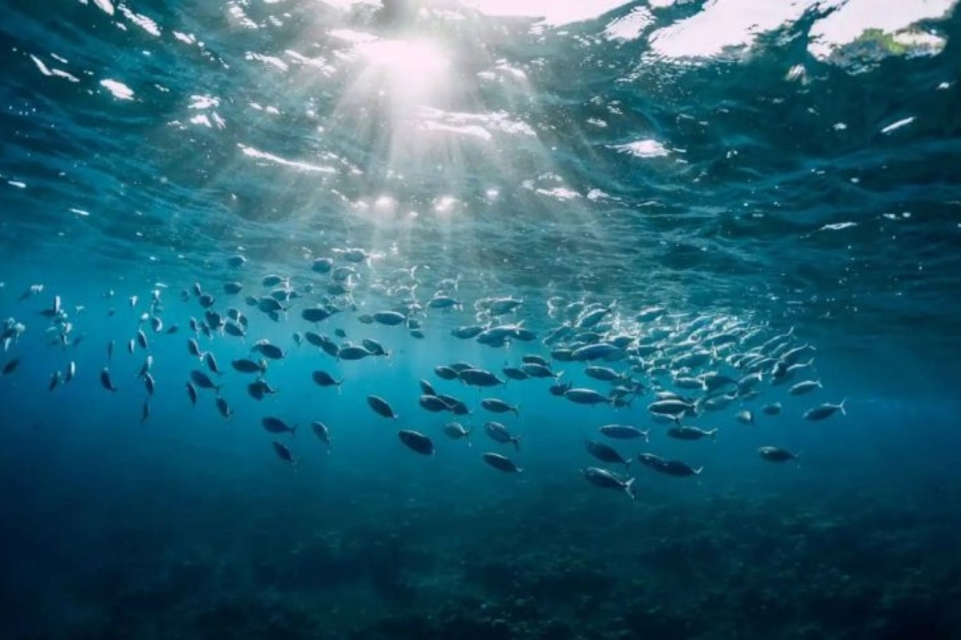 العثور على 57 نوعاً بحرياً غير معروف قبالة الأرجنتين