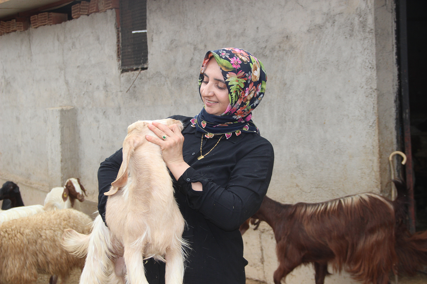 10 KOYUNLA BAŞLADI, DEVLET DESTEĞİYLE 250’YE ULAŞTI: 4 ÇOCUK ANNESİNİN EN BÜYÜK HEDEFİ ÇİFTLİK KURMAK