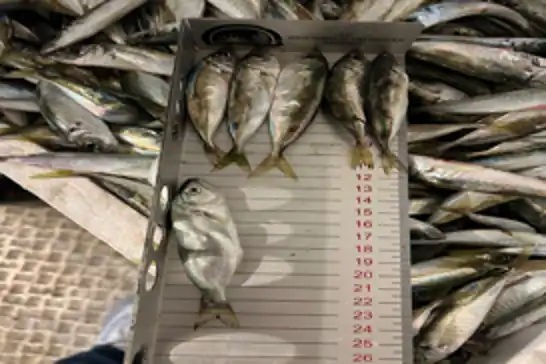 Küçük boyda balık avı ve belgesiz taşımacılığa ceza