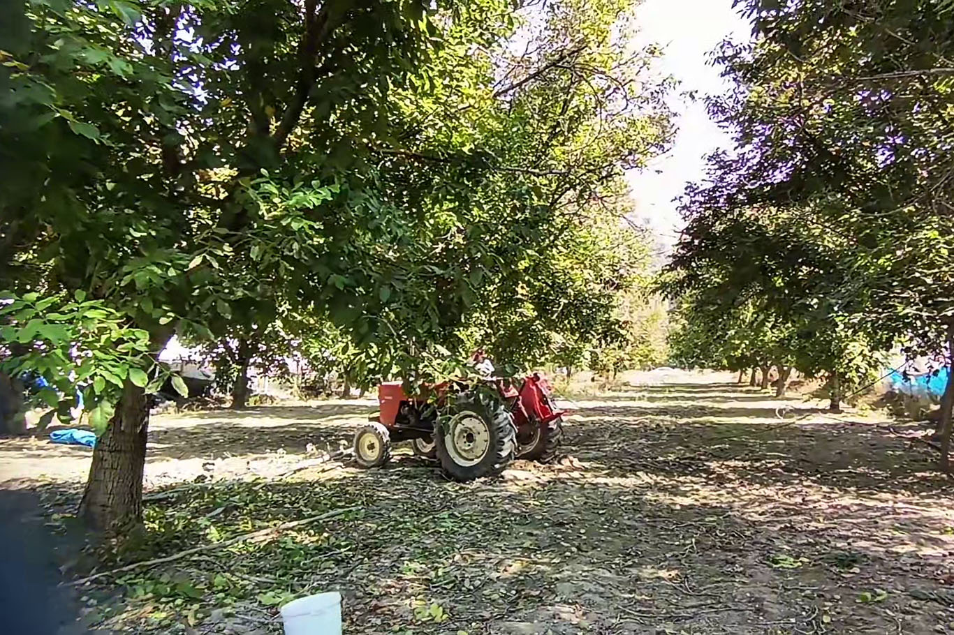 Ceviz hasadı yeni teknolojiyle 10 günden 1 güne indi