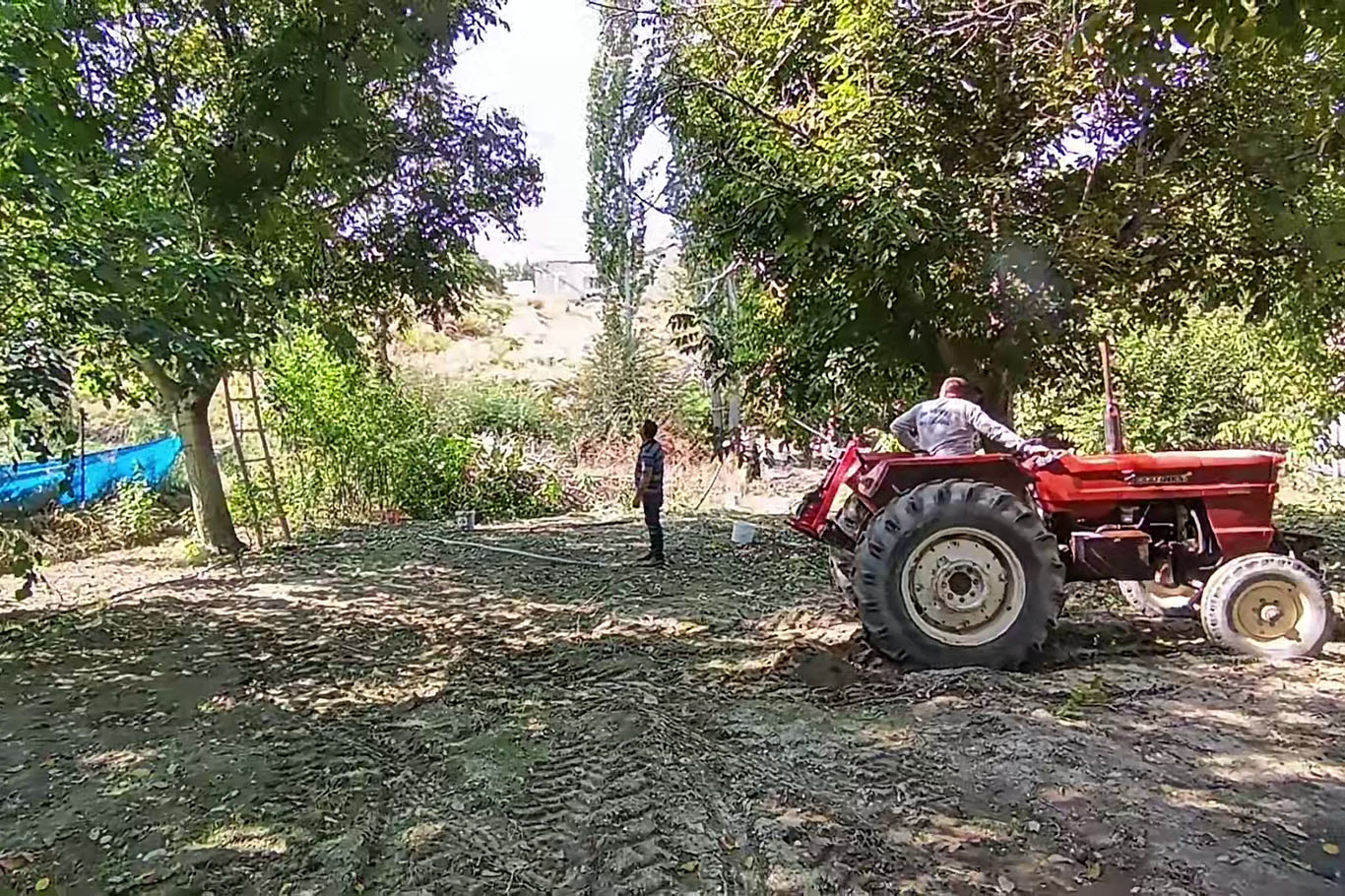 Ceviz hasadı yeni teknolojiyle 10 günden 1 güne indi