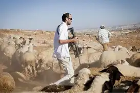 Siyonistler, toprak gaspını genişletmek için koyunları kullanıyor!