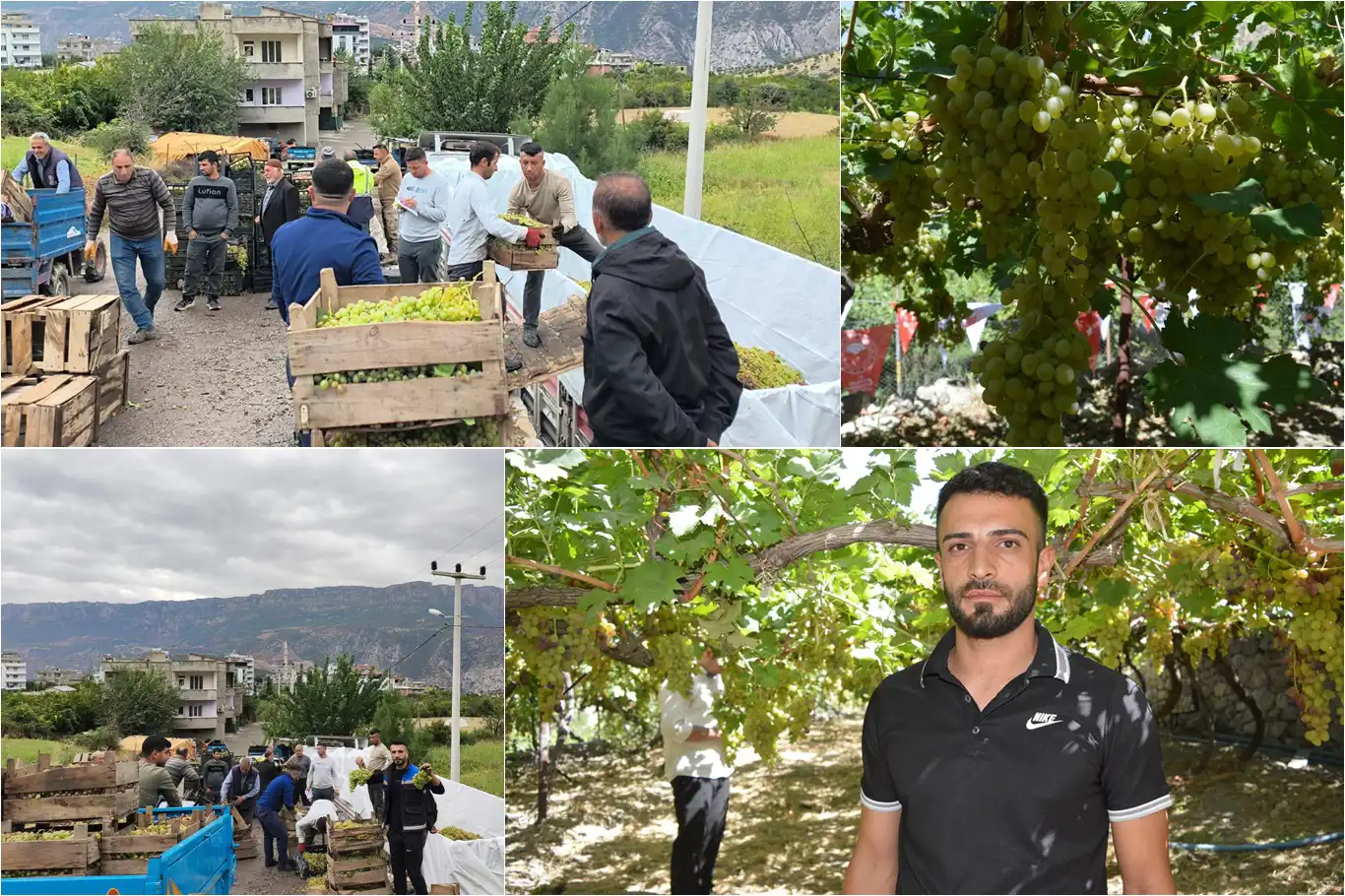 Üzüm üreticilerinden düşük alım fiyatlarına tepki: Tüccara satmayıp sirke yapacaklar