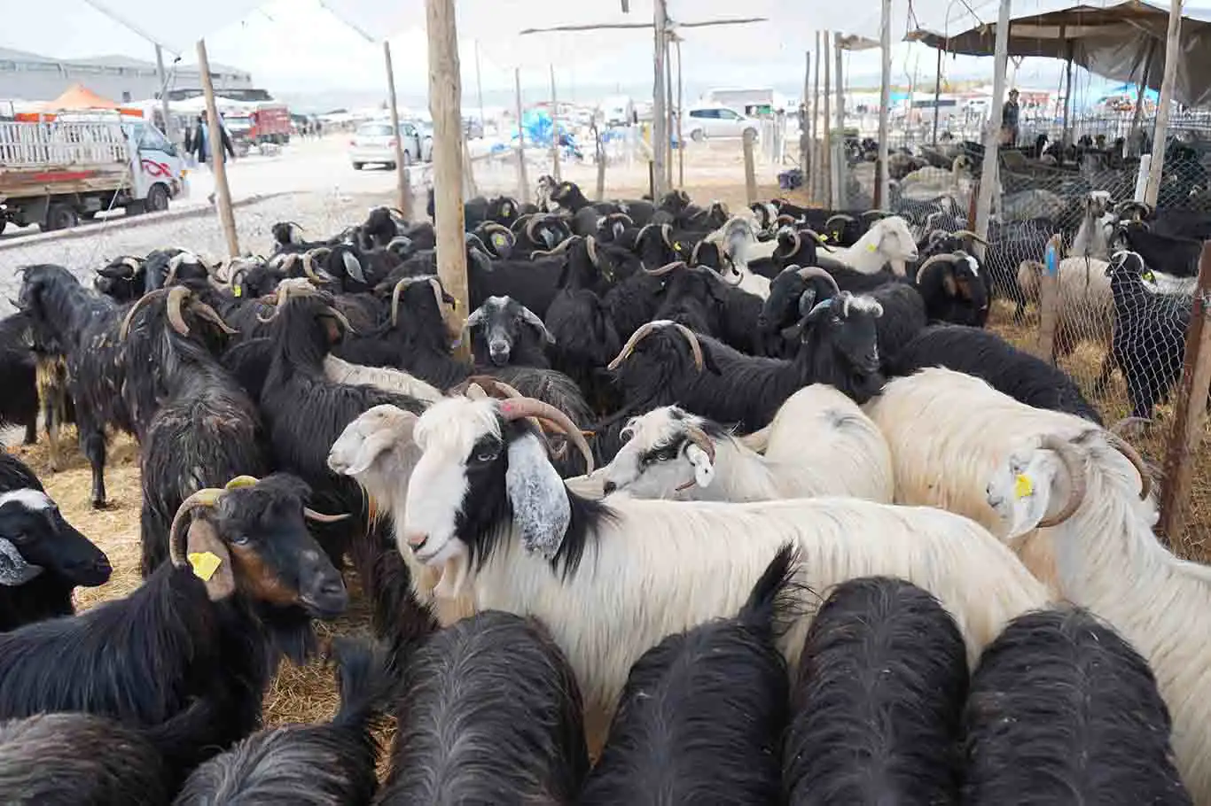 Akşehir’de hayvan pazarı veba hastalığı nedeniyle kapatıldı