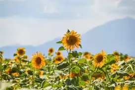 Bir ülke kendi gıdasını üretemezse ne olur?
