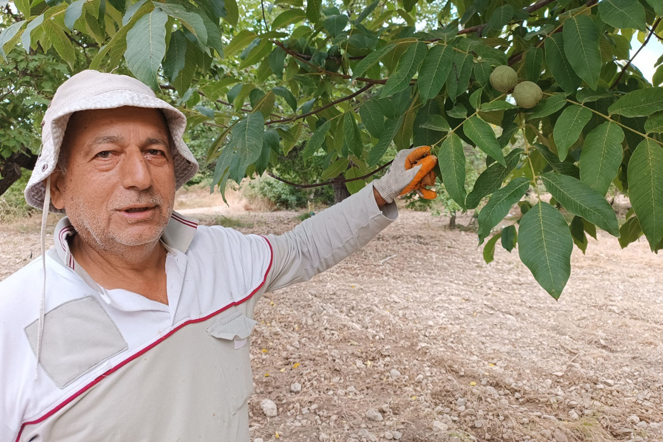 Kayısıya alternatif olarak yetiştirilen cevizde hasat zamanı